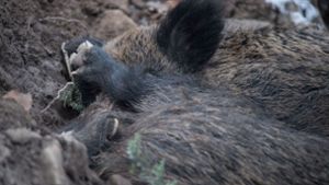 Agrarminister Hauk will in diesem Jahr bis zu 100 000 Wildschweine schießen lassen. Foto: dpa