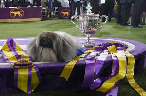 Bei der traditionsreichen Westminster-Hundeschau in Tarrytown überzeugte Pekinese Wasabi die Jury und landete auf dem ersten Platz. Foto: dpa/Kathy Willens