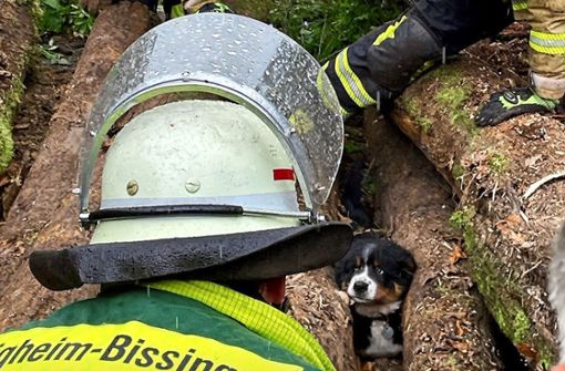 Gefunden: der kleine Abenteurer in misslicher Lage Foto: Freiwillige Feuerwehr Bietigheim-Bissingen/Sven Geiger