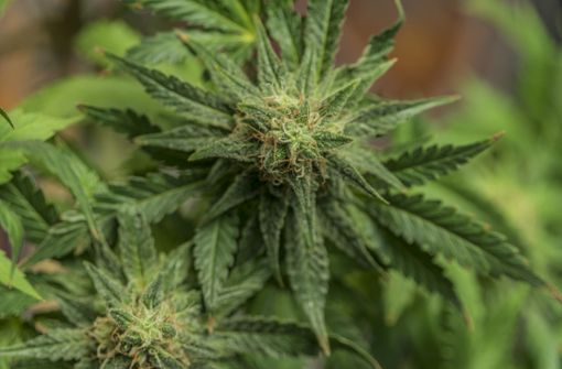 Die Beamten fanden eine Marihuana-Plantage in der Wohnung des Mannes. (Symbolbild) Foto: Shutterstock/Michael Nosek