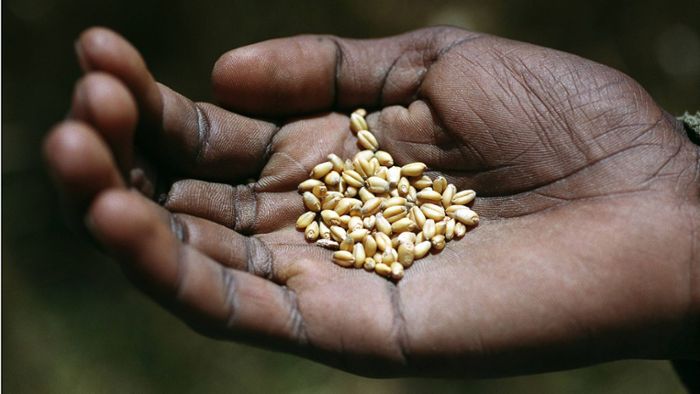 Ernährungskrise in Teilen Afrikas verschärft sich