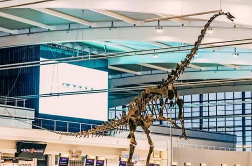 Das Skinny getaufte Skelett des rund 155 Millionen Jahre alte Langhals-Sauriers, ein enger Verwandter der Gattung Diplodocus, im Flughafen London Heathrow. Foto: Aguttes Auctions/dpa