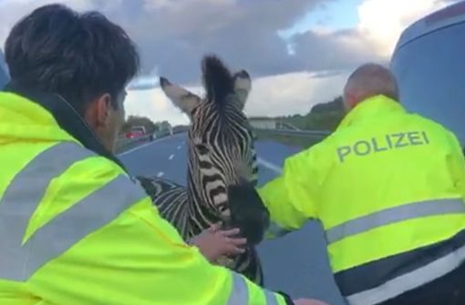 Polizisten fangen auf der Autobahn A20 bei Tessin eines von zwei entlaufenen Zirkus-Zebras ein. Foto: dpa/Tilo Wallrodt