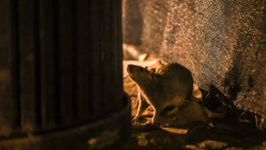 Ratten tun sich gut am  Abfall  aus Restaurants. Foto: dpa