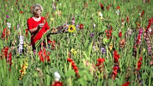 Blumen auf Feldern  selber schneiden, das geht deutschlandweit. Der  Bernhäuser  Landwirt Fritz Alber  beklagt allerdings eine sinkende Zahlungsmoral. Foto: dpa
