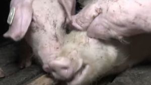 Einem Schwein werden die Ohren angefressen. Foto: Screenshot vom Video der Soko Tierschutz