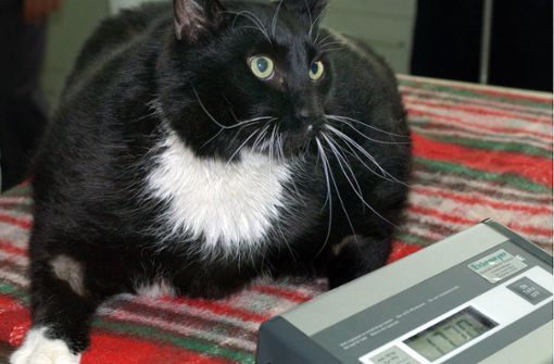 Mit rund 17 Kilo hat diese Katze deutliches Übergewicht. Sie braucht mehr Bewegung und deutlich  weniger Futter. Foto: /Stephanie Pilick/dpa