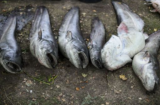 Sechs der 50.000 Fische, die im Max-Eyth-See gestorben sind. Foto: Leif Piechowski