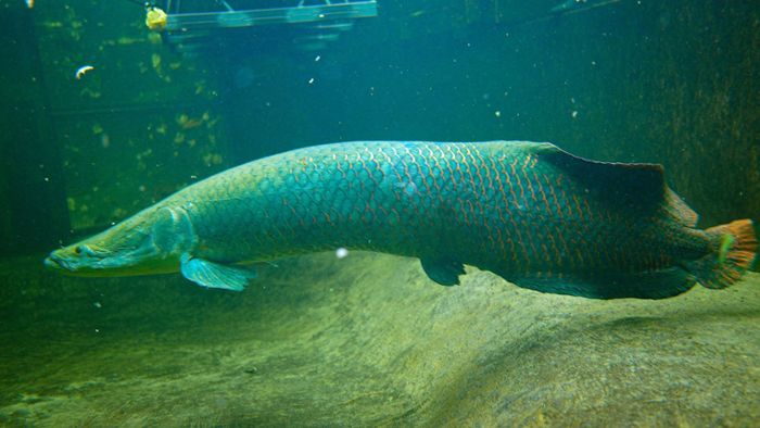 Duisburger Zoo beheimatet riesige Raubfische