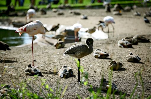Flamingos im Wartestand Foto: Lichtgut/Julian Rettig Foto:  