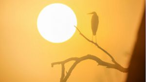 Ein Graureiher sitzt auf einem Ast in Unlingen, während hinter ihm die Sonne aufgeht. 2023 war das wärmste Jahr in Deutschland seit Beginn der Aufzeichnungen 1881. Foto: dpa/Thomas Warnack