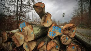 Holzwirtschaft ist der wesentliche Punkt der Forstreform Foto: Gottfried Stoppel