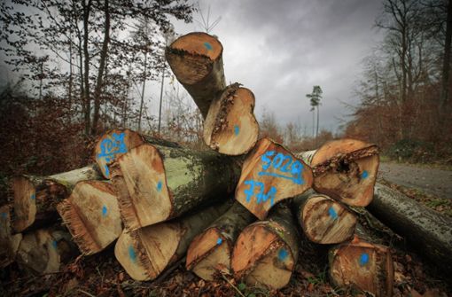 Holzwirtschaft ist der wesentliche Punkt der Forstreform Foto: Gottfried Stoppel
