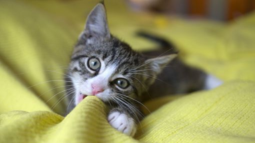 Welche Katzennamen sind besonders beliebt? Foto: dpa/Silke Heyer