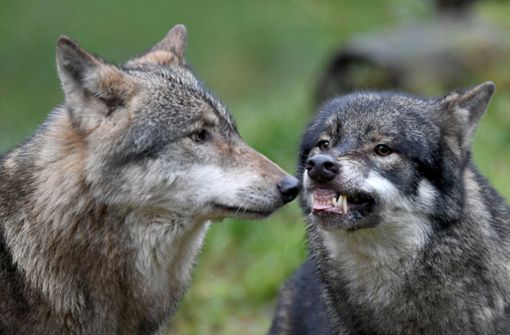 Immer öfter werden in Deutschland wieder Wölfe entdeckt. Foto: dpa