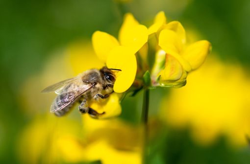 Unter dem Motto „Rettet die Bienen“ hatten Naturschützer drei Wochen lang Unterschriften für das Volksbegehren gesammelt. Foto: dpa/Fabian Sommer