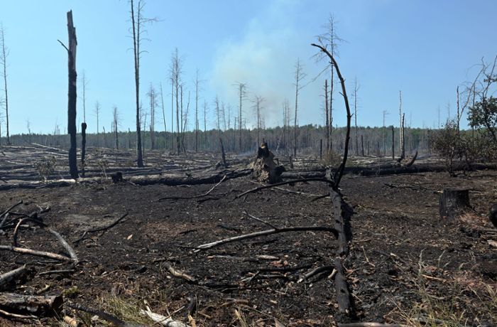 Waldbrandgefahr Deutschland: Hier drohen Brände aktuell