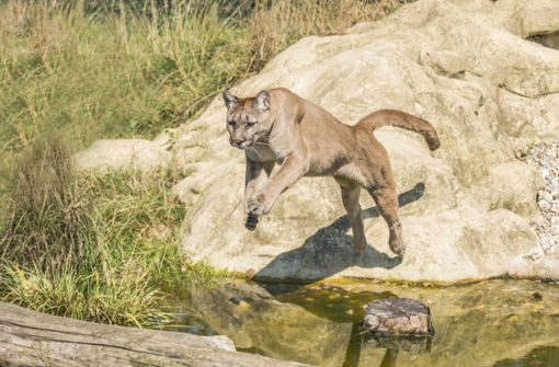 Puma sind  sehr scheue Tiere, die Zahl der Attacken ist gering. Foto: Fotolia/Ronald Wittek