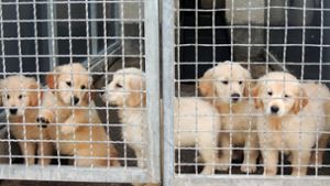 Die Hunde aus dem Tiertransporter haben inzwischen fast alle ein neues Zuhause gefunden. Foto: Tierschutzverein Stuttgart
