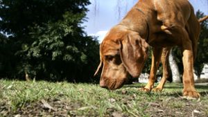Die Zahl der Hundesteuerverweigerer könnte in Esslingen sehr groß sein. Foto: Horst Rudel