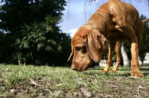 Die Zahl der Hundesteuerverweigerer könnte in Esslingen sehr groß sein. Foto: Horst Rudel