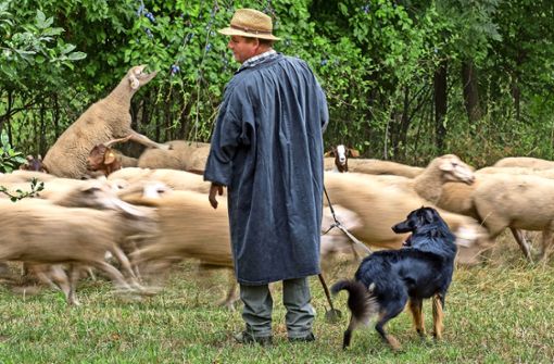 Edmund Wörner ist seit 18 Jahren der Stadtschäfer von Markgröningen. Hier führt er seine Herde gerade auf eine Streuobstwiese. Foto: factum/Weise