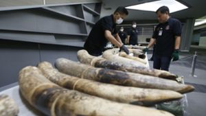 Thailändische Zollbeamte in Bangkok mit geschmuggelten und beschlagnahmten Elefantenstoßzähnen aus Nigeria. Foto: Sakchai Lalit/AP/dpa