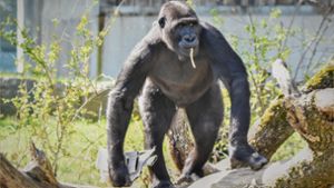 Bevor es zu einem ernsten Streit in der Gorilla-Gruppe kommt, greift die Wilhema ein. Foto: Wilhelma