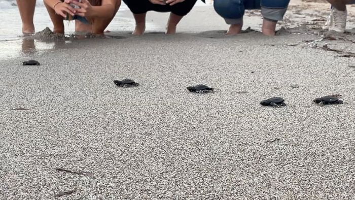 Viele Schildkrötenbabys im westlichen Mittelmeer