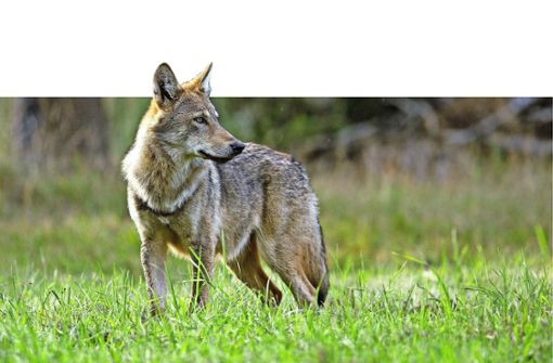 Derzeit leben etwa 47 Wolfsrudel mit 300 bis 450 Einzeltieren in Deutschland. Foto: Michael Mayer