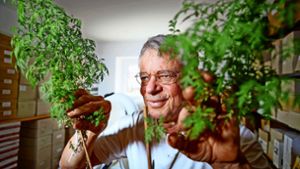 Hans-Martin Hirt setzt große Hoffnungen in die Heilpflanze Artemisia annua, deren Extrakte in einigen Laborversuchen  antivirale Wirkung zeigten. Foto: Gottfried Stoppel