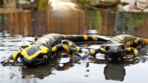 Die beiden Salamander sind offenbar gut durch den Winter gekommen. Foto: Silke Fischer