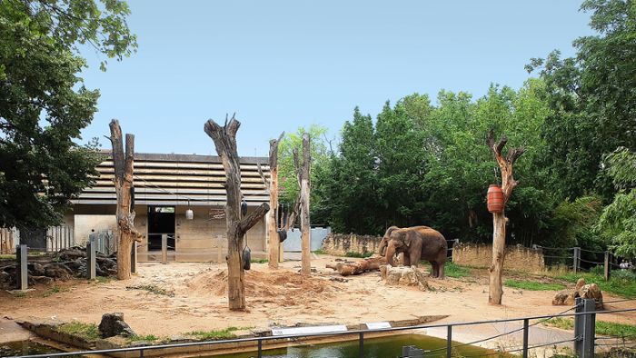FDP fordert schnelles Geld für neue Elefantenanlage
