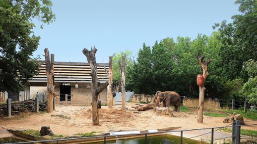Die FDP-Fraktion im Landtag verlangt von der Regierung, dass sie die Mittel für den Bau einer neuen Elefantenanlage schnell bereitstellt. Foto: Iris Frey