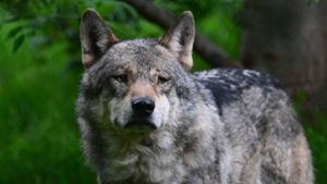 Die Voraussetzungen für eine Abschussbewilligung der an sich geschützten Wölfe wurden am 1. Juli gelockert. (Symbolbild) Foto: dpa/Bernd Weißbrod