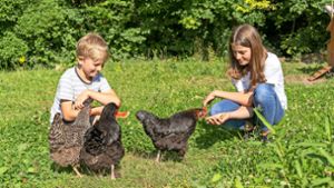 Emil (8) und Anna (12) füttern ihre Hühner auch mal mit den Resten von Wassermelonen. „Die lieben das“, sagt Emil. Foto: Jürgen Bach/Jürgen Bach