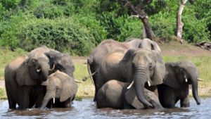 Elefanten im afrikanischen Botswana. Foto: dpa/Charmaine Noronha