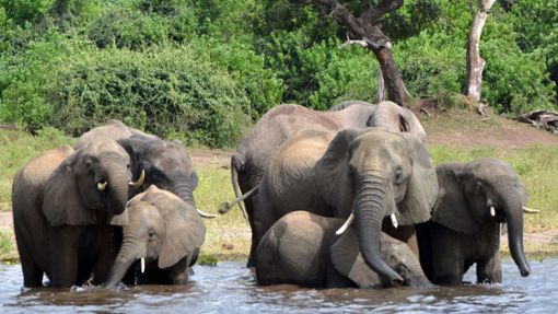 Elefanten im afrikanischen Botswana. Foto: dpa/Charmaine Noronha