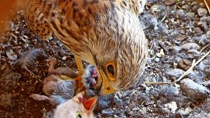 Die Falkenmutter verfüttert ganz sachte das kleingemachte Fleisch einer Maus an eines ihrer  Küken. Foto: Nabu