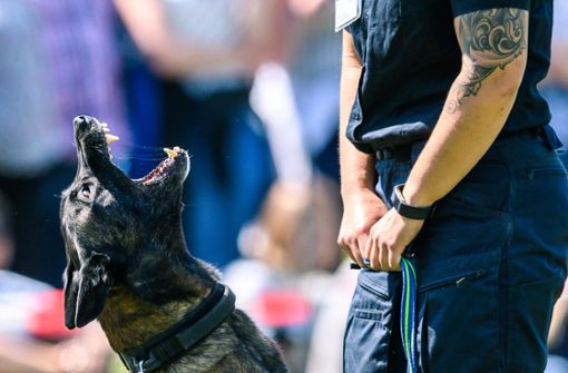 Ein Polizeihund der Diensthundeführerstaffel schaut beim „Welcome Day“ der Polizei Niedersachsen mit geöffneter Schnauze nach oben. Foto:  