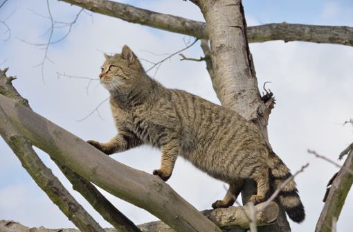 Wildkatzen sind äußerst scheu und nur selten zu sehen. Foto: Thomas Stephan