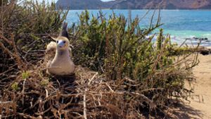 Auf den Galápagos-Inseln wurde ein Vogelgrippe-Verdacht bestätigt. Foto: dpa/---