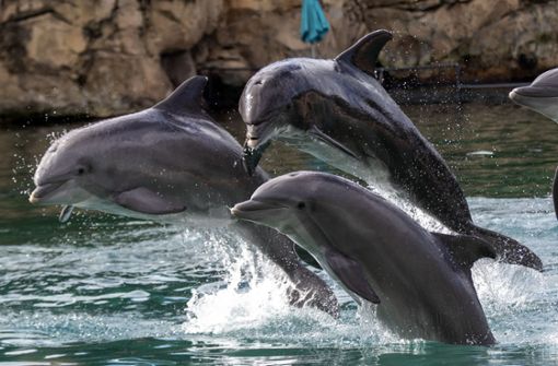 Delfine sind hochintelligente Tiere und leben in großen Gruppen, sogenannten Delfinschulen, zusammen.  (Symbolbild) Foto: PA Wire/dpa