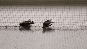 Die in den Netzen eines Schmidener Supermarkst verendeten Sperlinge. Foto: Nabu