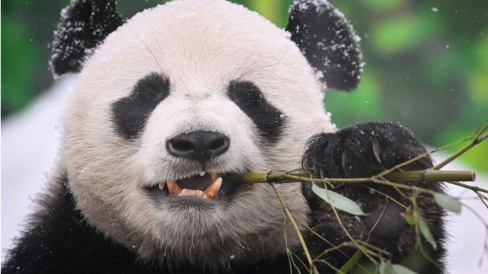 Panda-Diplomatie: Chinas tierische Botschafter