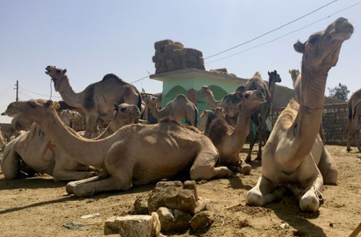 Bis zu 10.000 Kamele will die australische Regierung töten lassen. (Symbolbild). Foto: dpa/Benno Schwinghammer