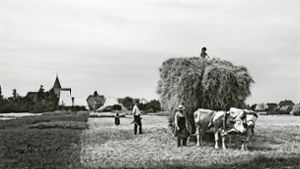 So sah die Getreideernte im Jahr 1946 auf einem Feld bei Nellingen aus. Im Hintergrund ist der Klosterhof zu sehen. Foto: Stadtarchiv Ostfildern
