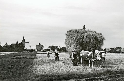So sah die Getreideernte im Jahr 1946 auf einem Feld bei Nellingen aus. Im Hintergrund ist der Klosterhof zu sehen. Foto: Stadtarchiv Ostfildern