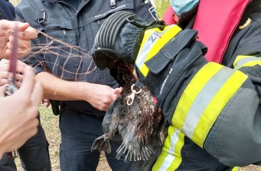 Die Einsatzkräfte befreien den Vogel aus dem Netz. Foto: Feuerwehr Stuttgart/red
