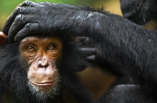 Schimpansen der Art Pan troglodytes schweinfurthii nutzen im Norden des Kongo verschiedene Stöcke, um unterschiedliche Ameisenarten zu fressen. Foto: picture alliance/Minden Pictures